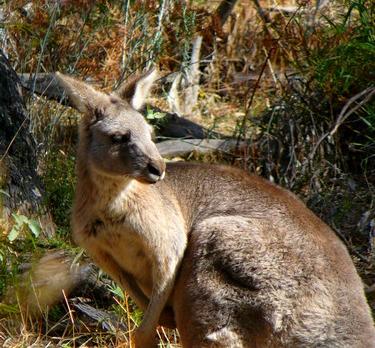Voyage sur-mesure, Halls Gap